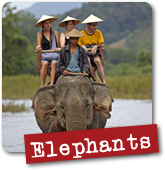 Elephant Riding Elephant Riding