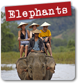 Elephant Experience